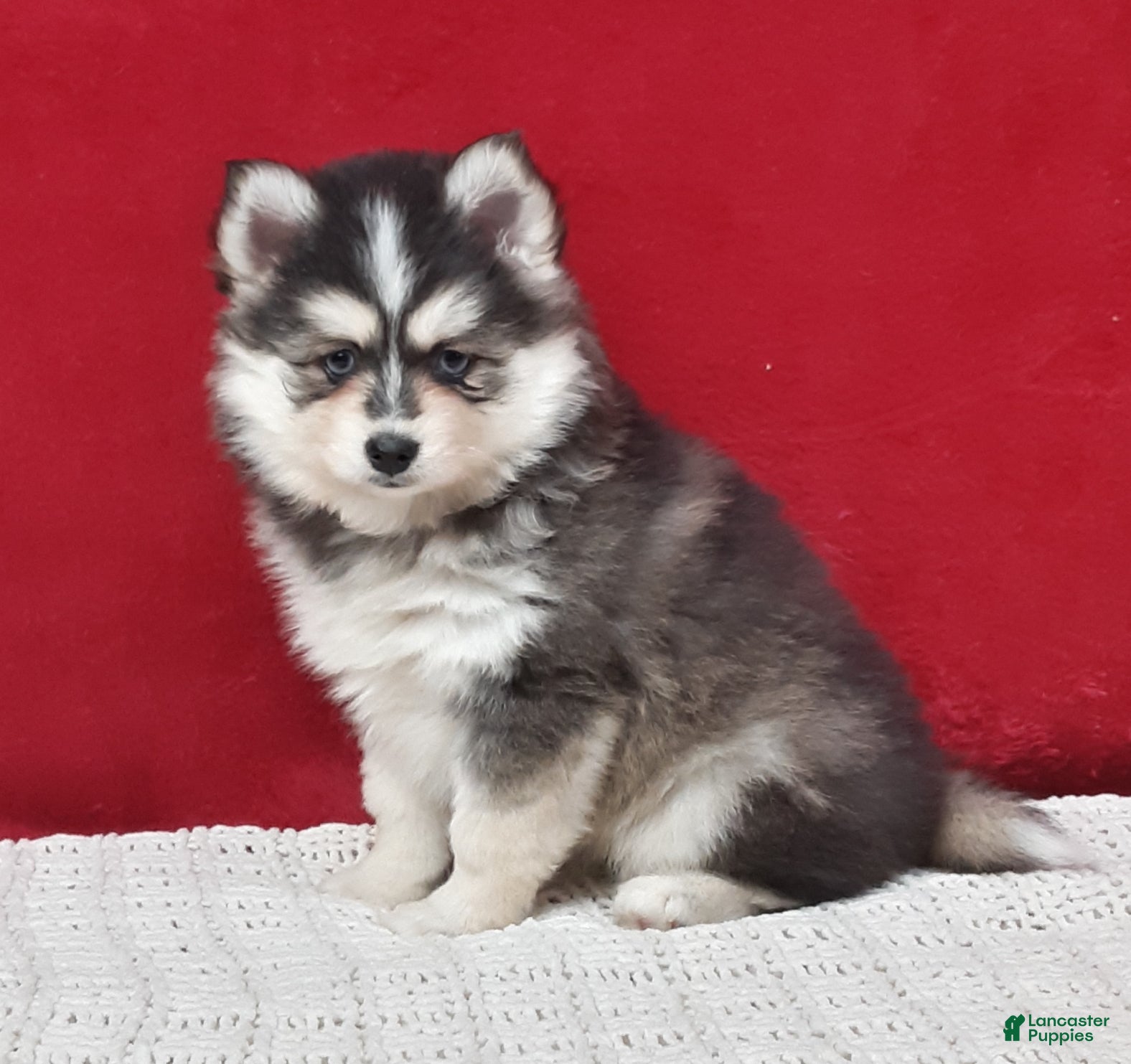 Pomsky dogs Paisley  - Ad 5