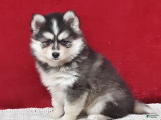 Pomsky dogs Paisley - Ad 34