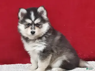 Pomsky dogs Paisley - Ad 42