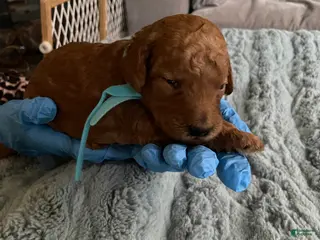 Goldendoodle dogs Goldendoodle Puppy 1 - Ad 9