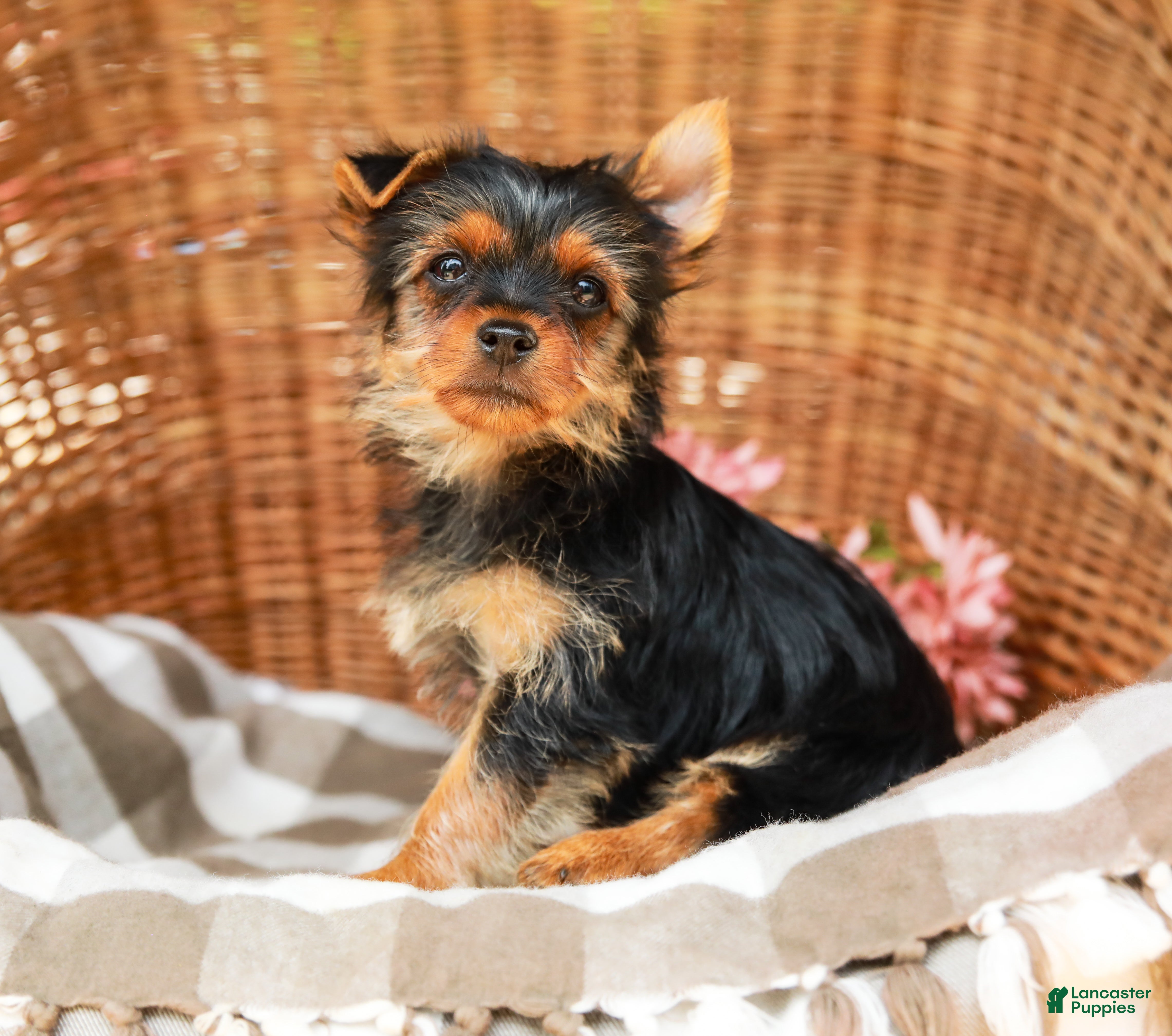 Yorkshire Terrier dogs Marley - Ad 2