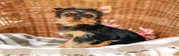 Yorkshire Terrier dogs for sale: Marley - Ad 2
