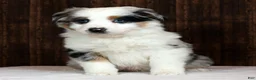 Miniature Australian Shepherd dogs for sale: Stormy - Ad 4