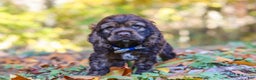 Cocker Spaniel dogs for sale: Jettson - Ad 3