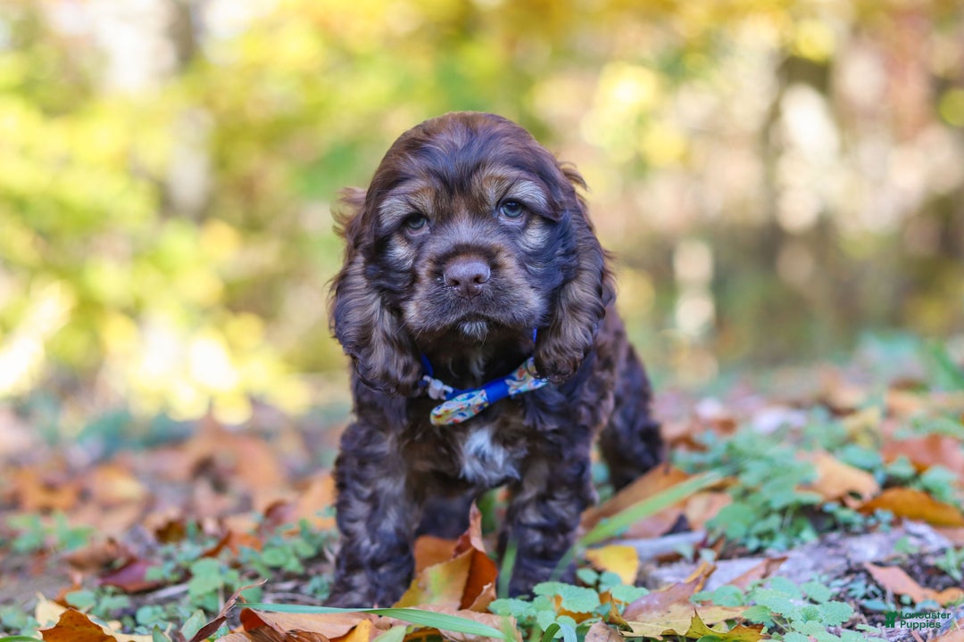 Cocker Spaniel dogs for sale: Jettson - Ad 3