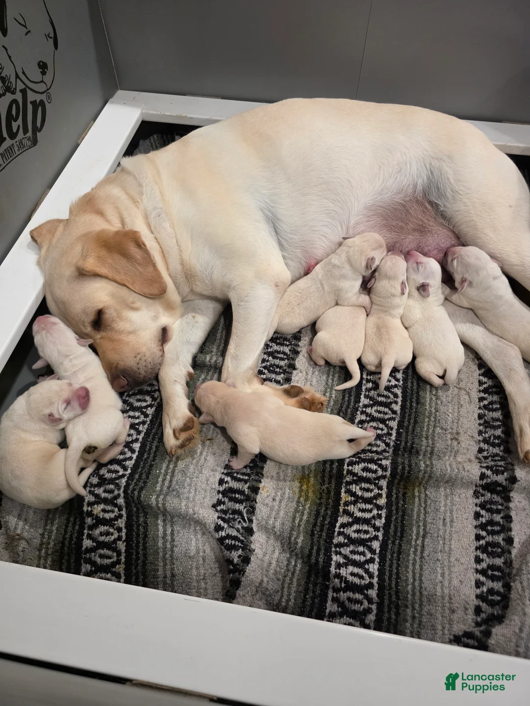 Labrador Retriever dogs for sale: Labrador Retriever 6 - Ad 2