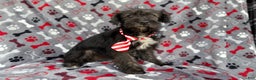 Miniature Schnauzer dogs for sale: Simon - Ad 2