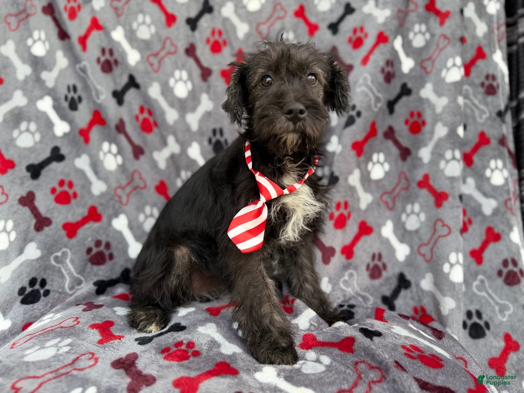 Miniature Schnauzer dogs for sale: Simon - Ad 2