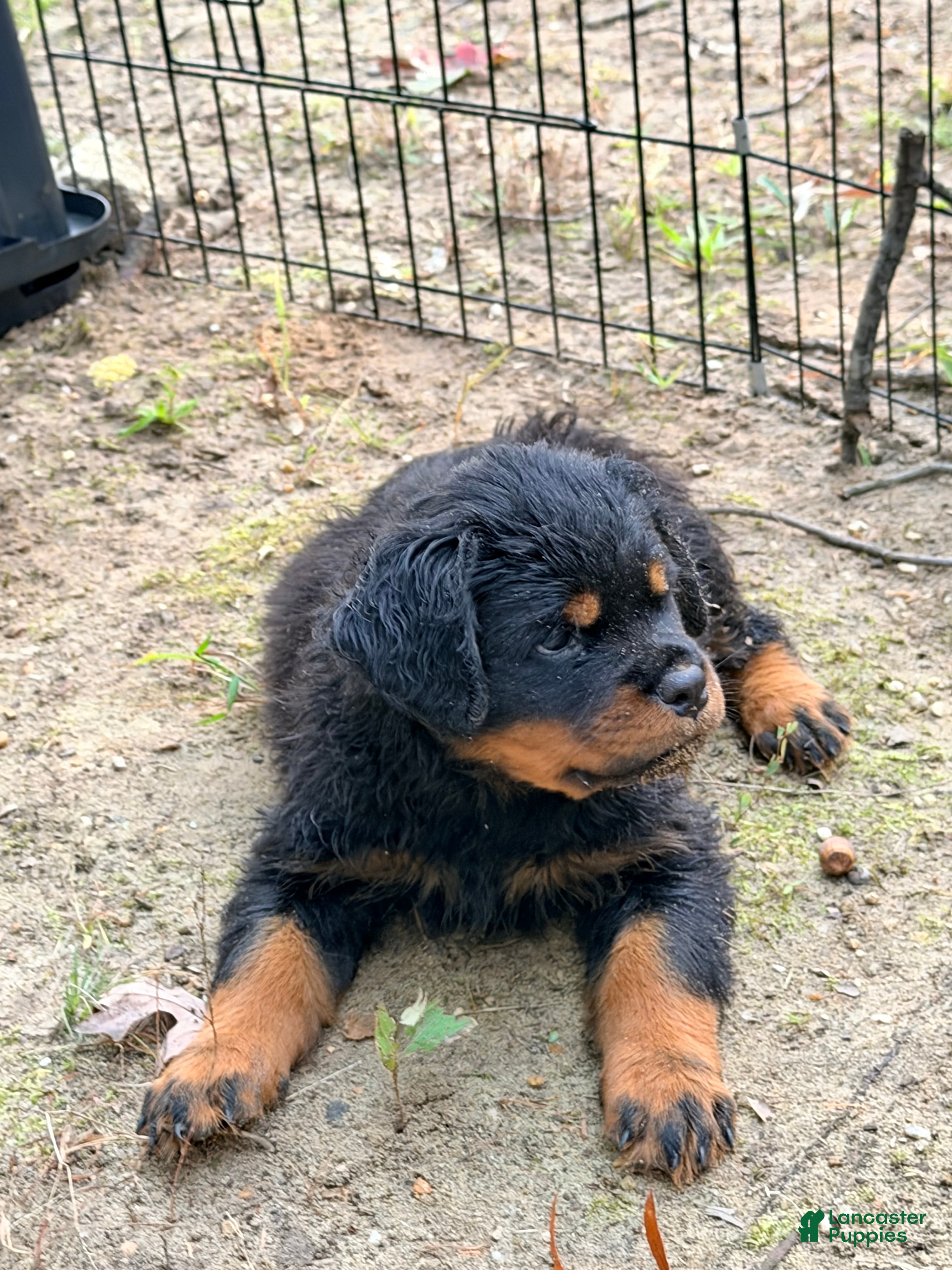 Rottweiler dogs Rottweiler 1 - Ad 1