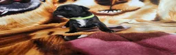Staffordshire Bull Terrier dogs for sale: Gio - Ad 4