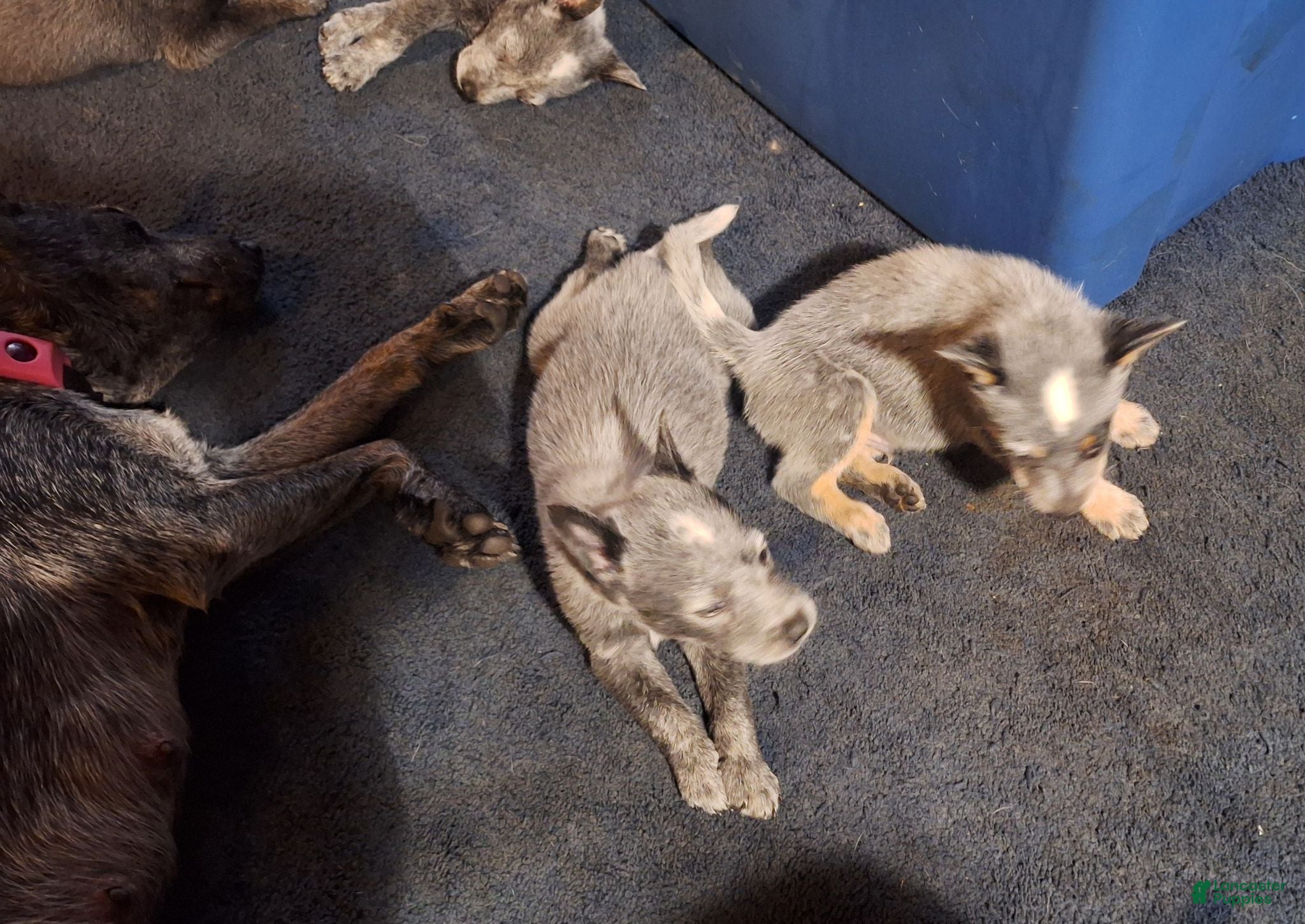 Australian Cattle Dog dogs Australian Cattle Dog 3 - Ad 25