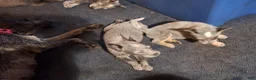 Australian Cattle Dog dogs for sale: Australian Cattle Dog 3 - Ad 1