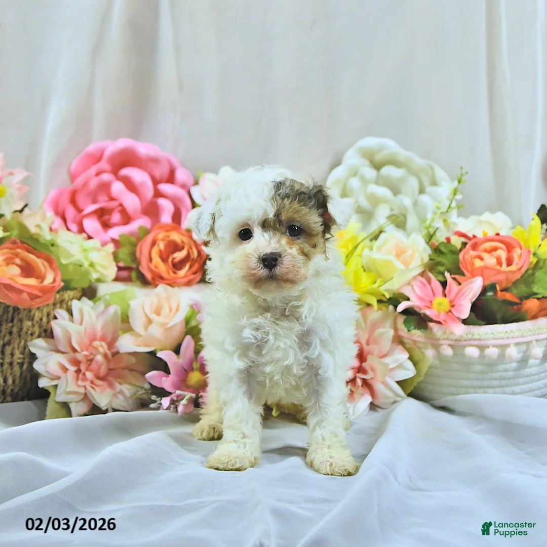 Miniature Poodle dogs for sale: Allie - Ad 4