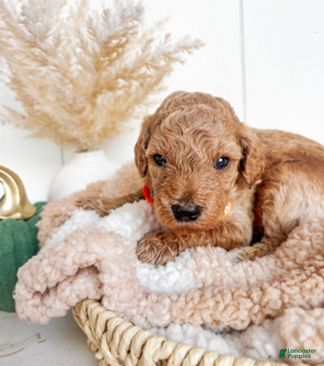 Mini Goldendoodle dogs for sale: Apple - Ad 3