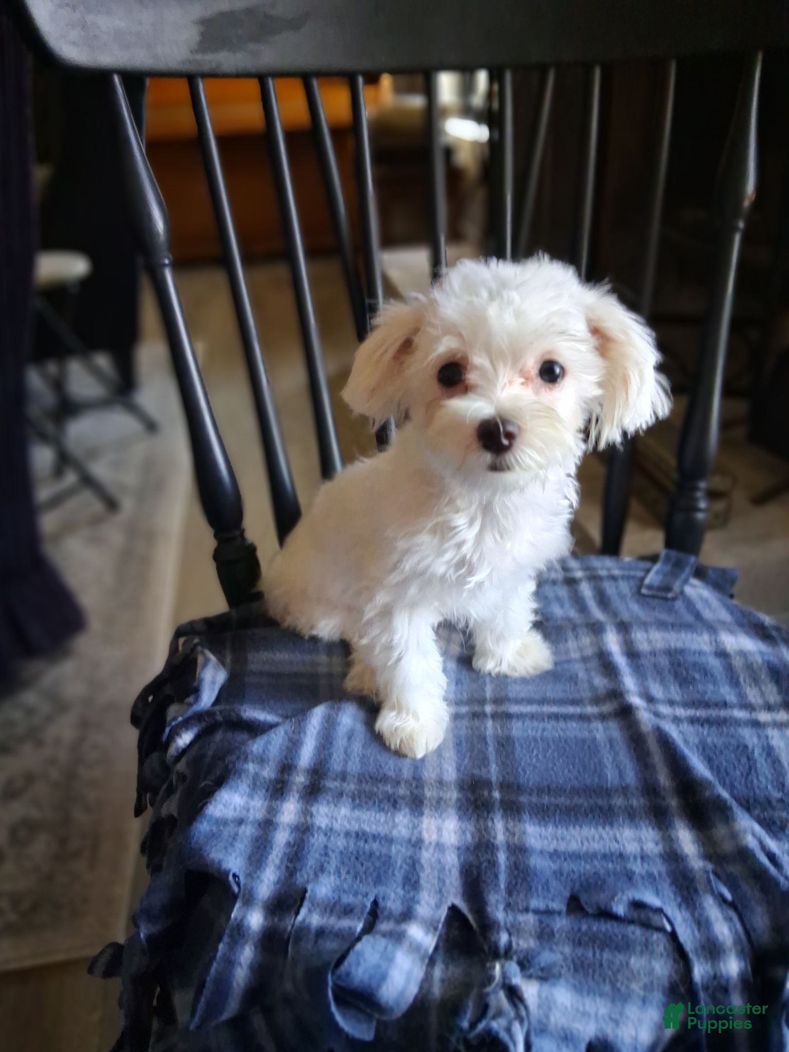 Maltese dogs  Levi  - Ad 1