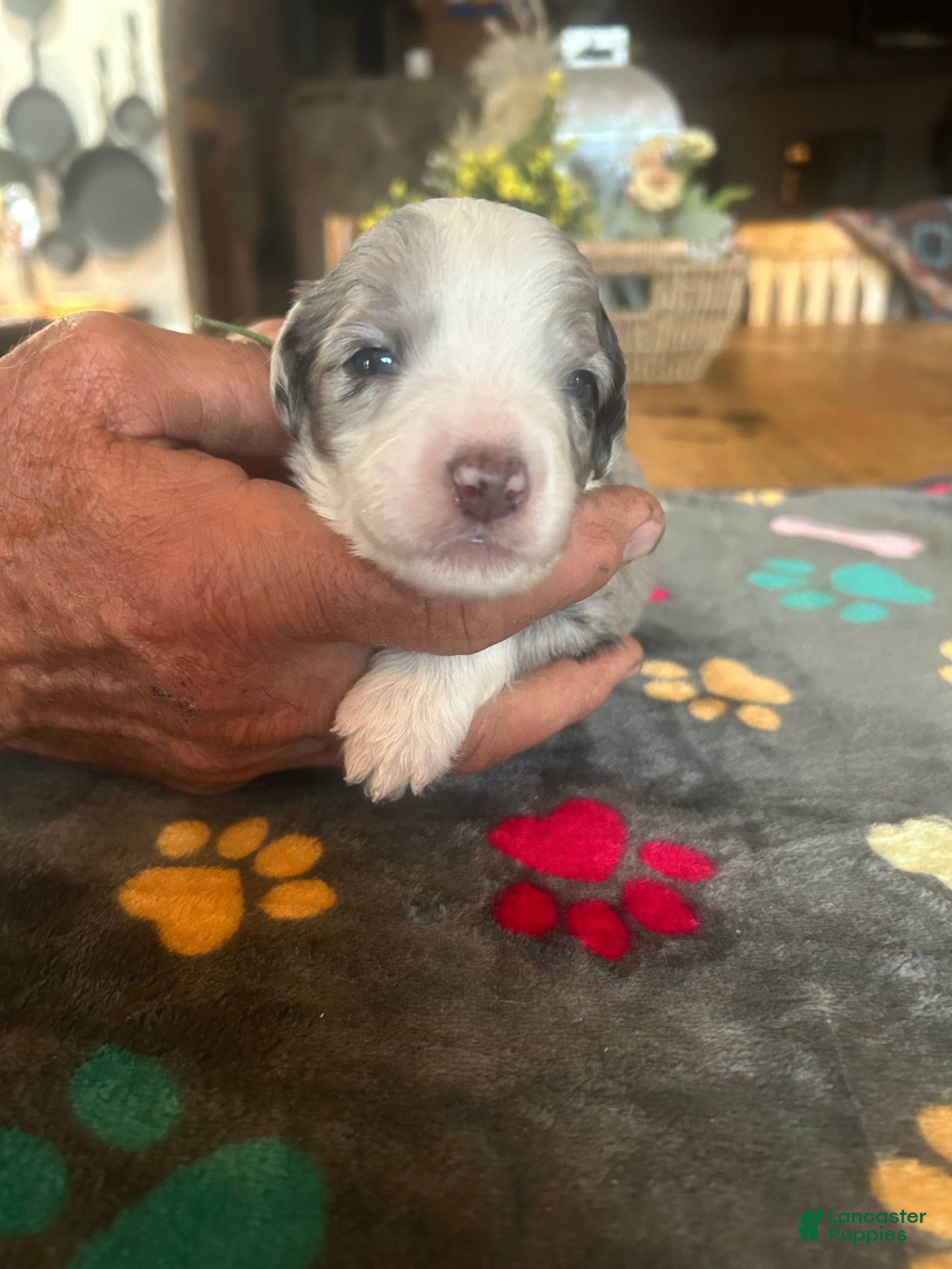 Sheepadoodle dogs George - Ad 1