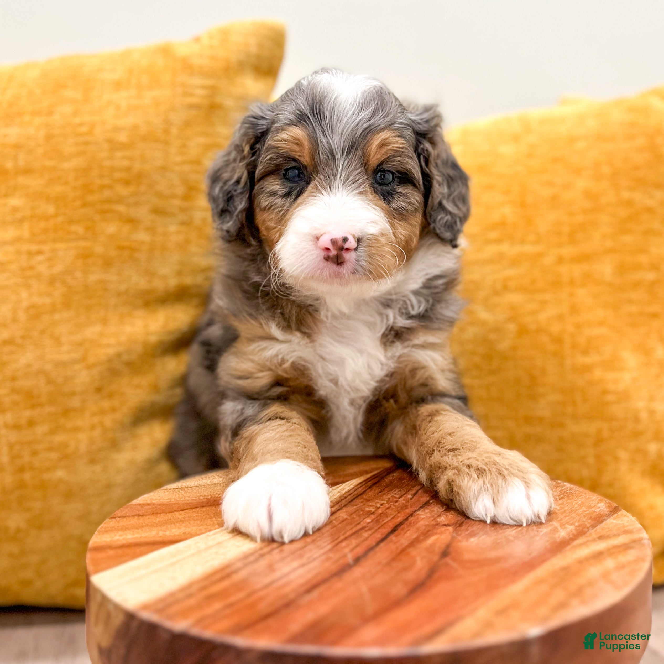 Mini Bernedoodle dogs for sale: Molly - Ad 2