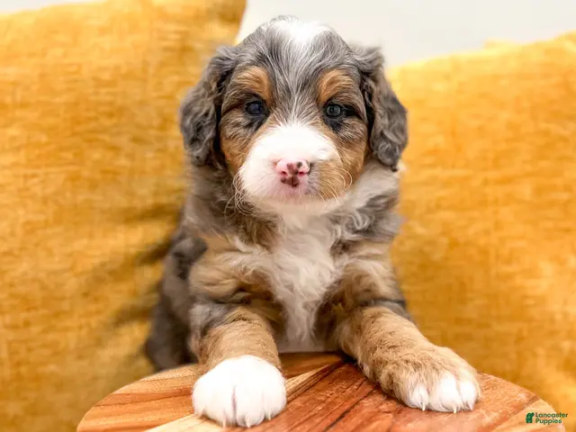 Mini Bernedoodle dogs for sale: Molly - Ad 2