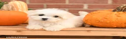 Maltipoo dogs for sale: Fiona - Ad 3