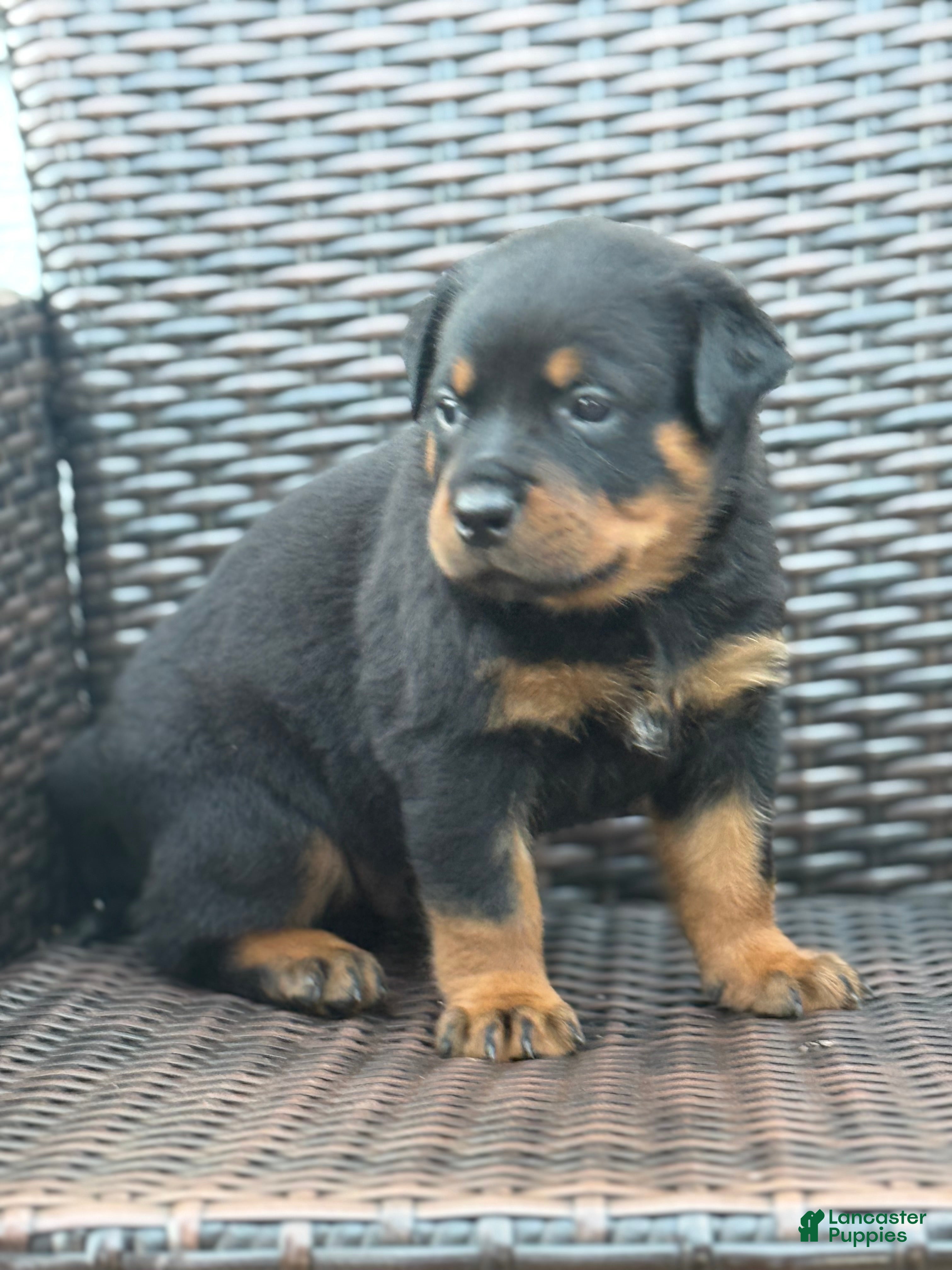 Rottweiler dogs Bear - Ad 12