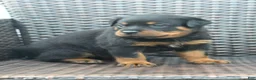 Rottweiler dogs for sale: Bear - Ad 1