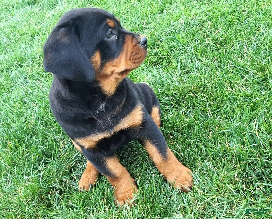 Mixed Breed dogs for sale: Carl - Ad 2