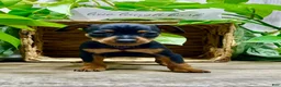 Miniature Pinscher dogs for sale: Tilly - Ad 4