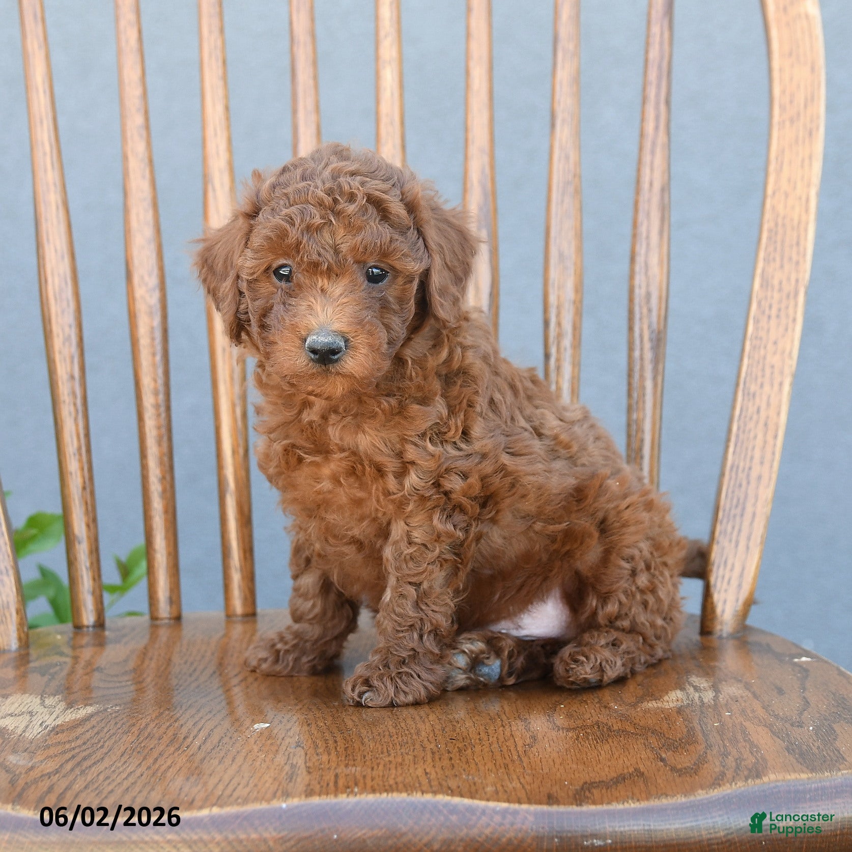 Miniature Poodle dogs Tristan - Ad 2