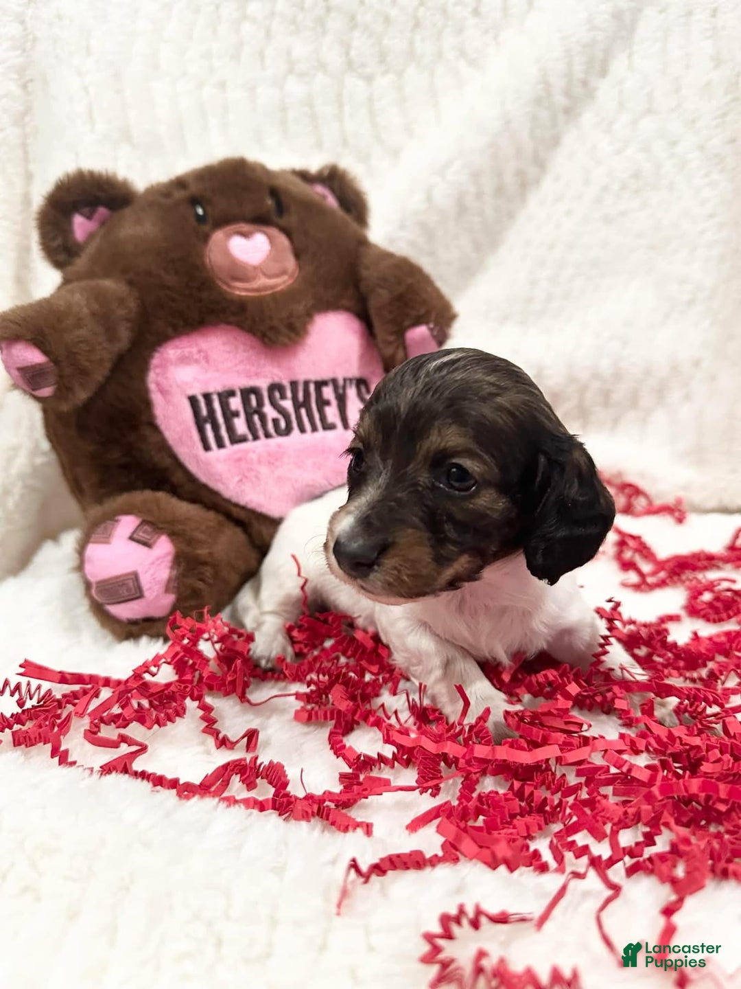 Miniature Dachshund dogs for sale: Miniature Dachshund Puppy 1 - Ad 3