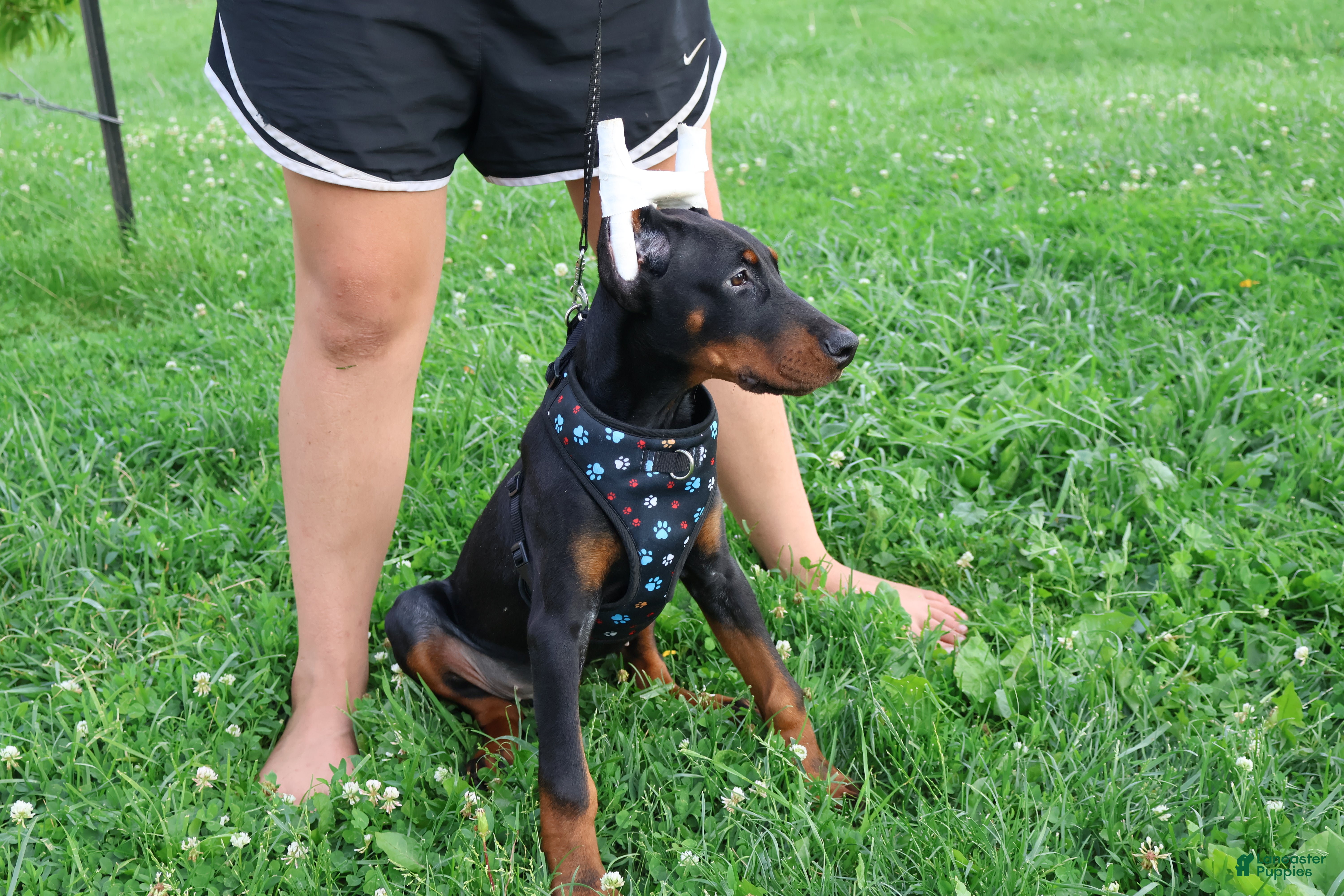 Doberman Pinscher dogs Doberman Pinscher 4 - Ad 2