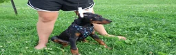 Doberman Pinscher dogs for sale: Doberman Pinscher 4 - Ad 2