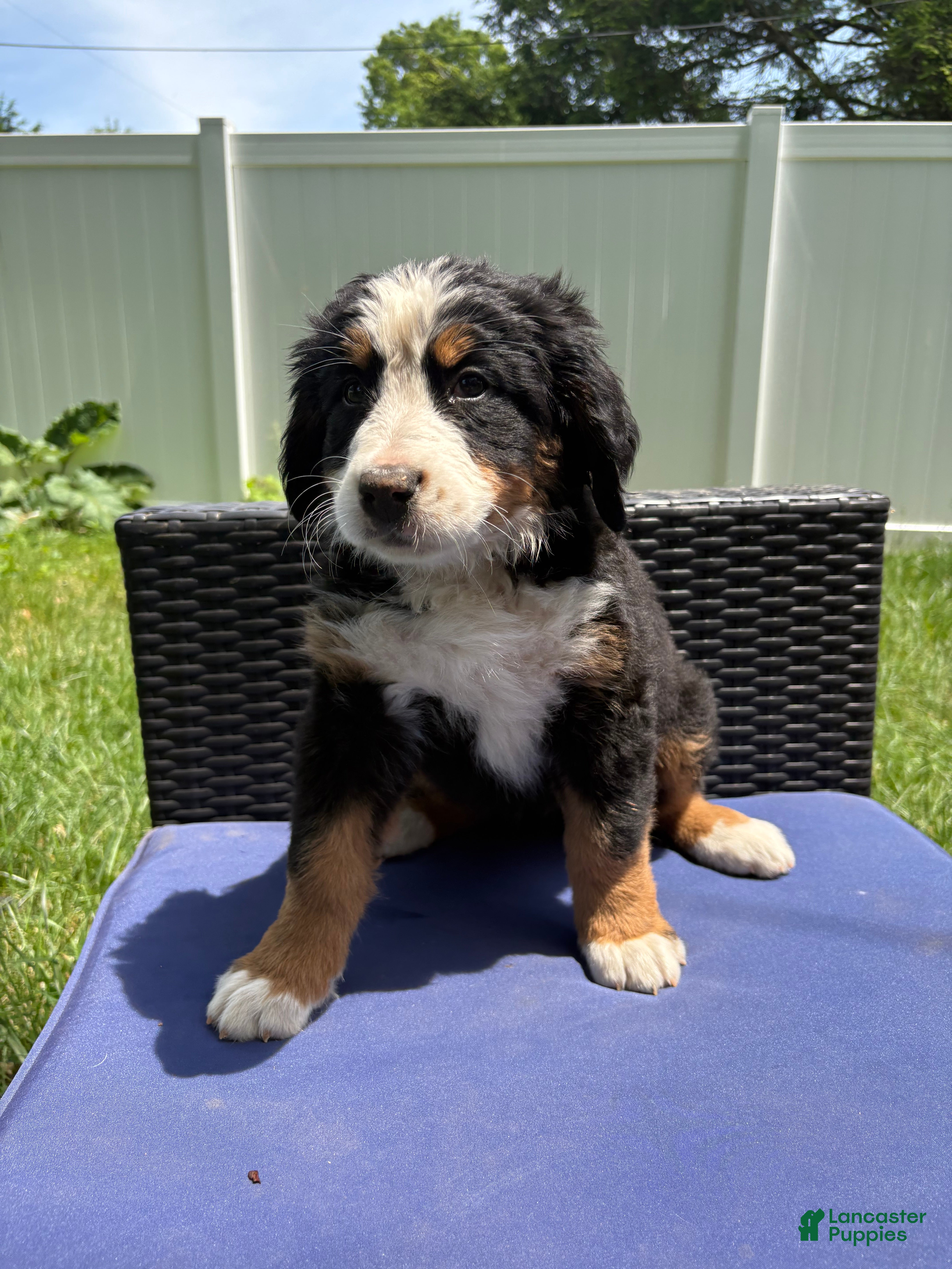 Bernese Mountain Dog dogs Otis  - Ad 1