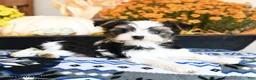 Shorkie dogs for sale: Waffles - Ad 4