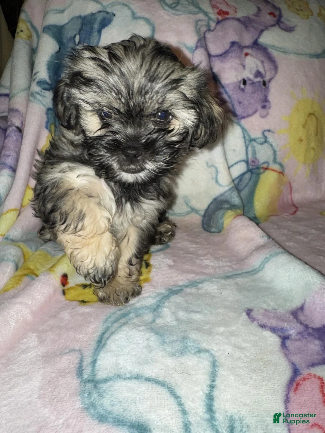 Mixed Breed dogs for sale: Milo - Ad 1