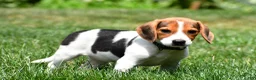 Beagle dogs for sale: Polly - Ad 5