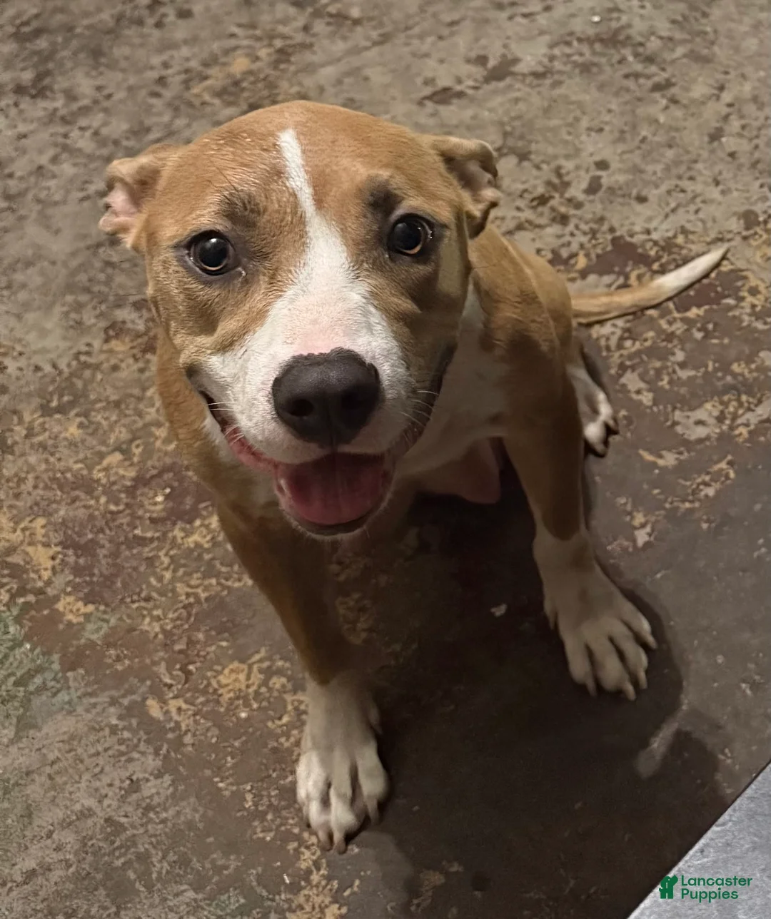 Mixed Breed dogs for sale: Mixed Breed Puppy 8 - Ad 2