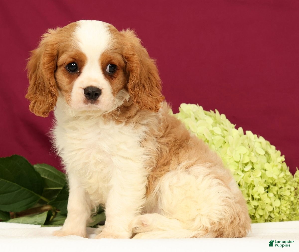 Cavalier King Charles Spaniel dogs Teddy - Ad 1