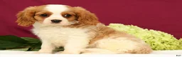 Cavalier King Charles Spaniel dogs for sale: Teddy - Ad 1