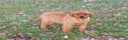 Labrador Retriever dogs for sale: Scarlet  - Ad 2