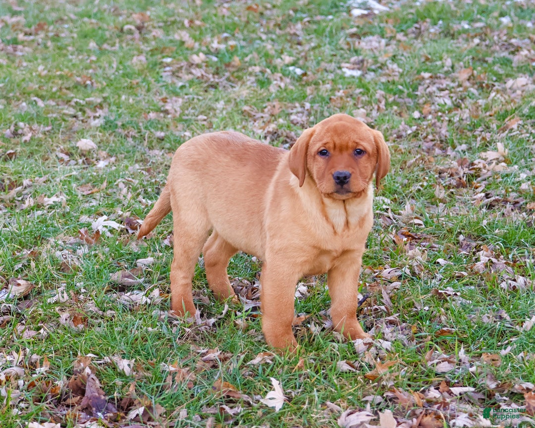 Labrador Retriever dogs for sale: Scarlet  - Ad 2