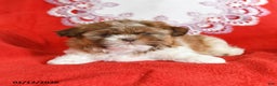 Shih Tzu dogs for sale: Yankee - Ad 2