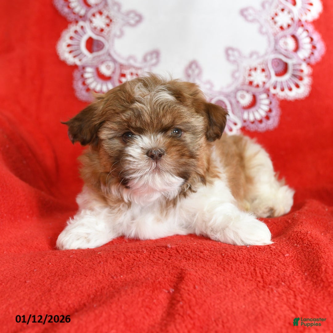 Shih Tzu dogs for sale: Yankee - Ad 2