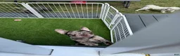 French Bulldog dogs for sale: French Bulldog Puppy 1 - Ad 8