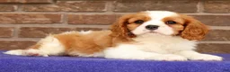 Cavalier King Charles Spaniel dogs for sale: Silas - Ad 3