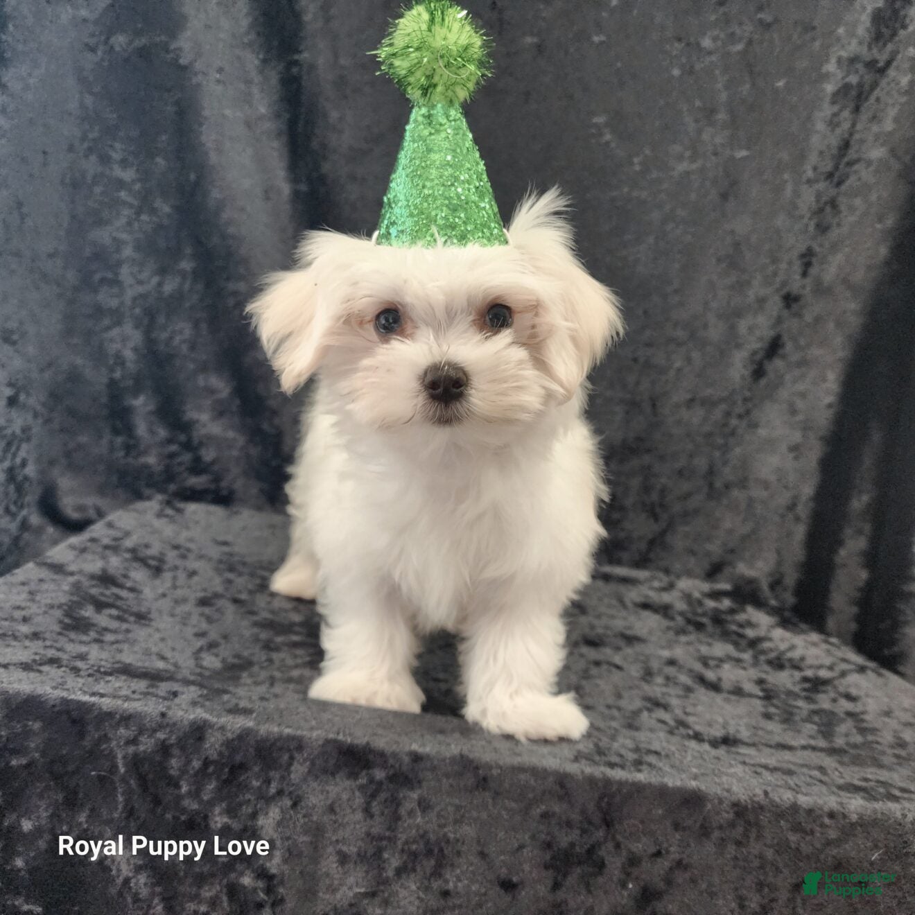 Maltese dogs Zenith - Ad 4