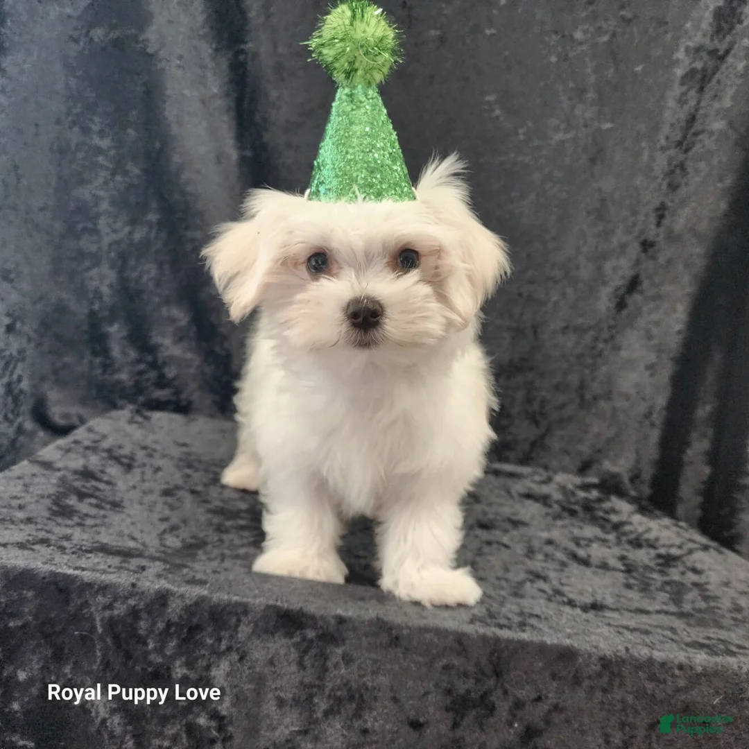 Maltese dogs for sale: Zenith - Ad 1