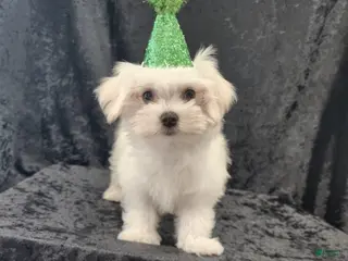 Maltese dogs Zenith - Ad 4