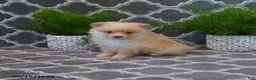 Pomeranian dogs for sale: Randy - Ad 4