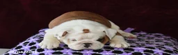 English Bulldog dogs for sale: Marina - Ad 2