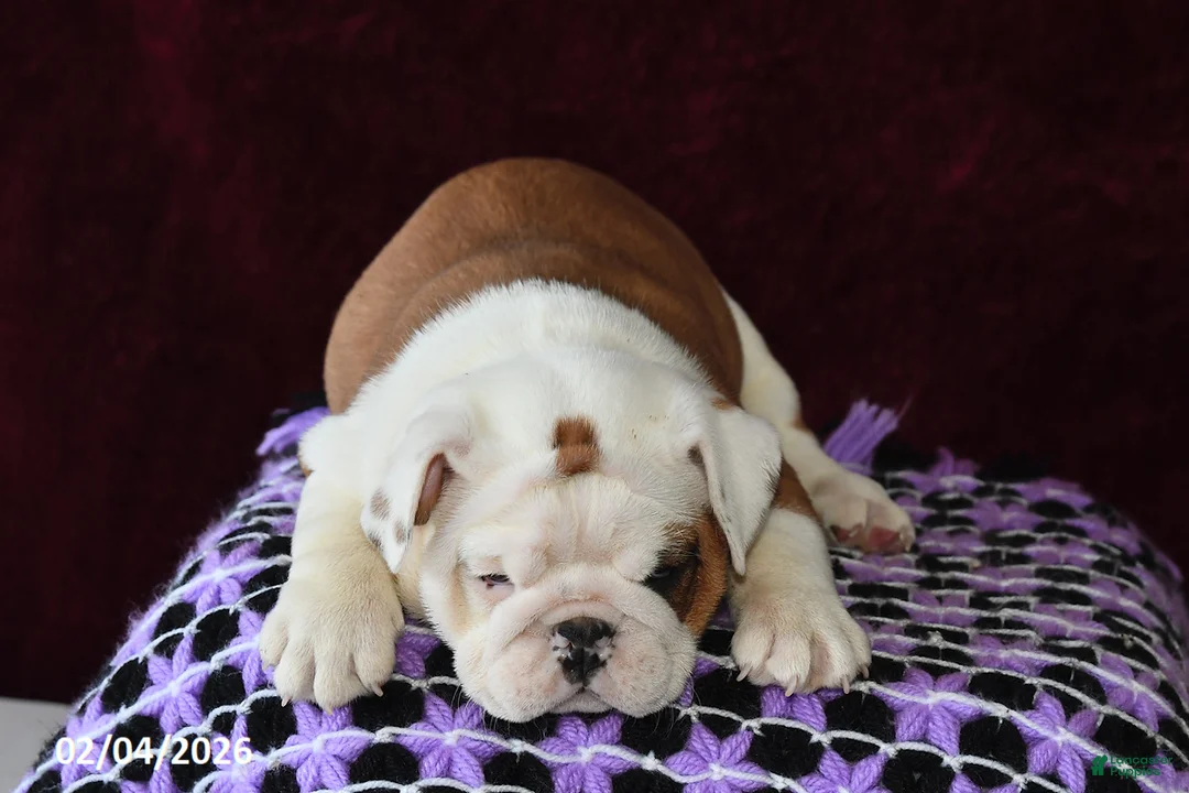 English Bulldog dogs for sale: Marina - Ad 2
